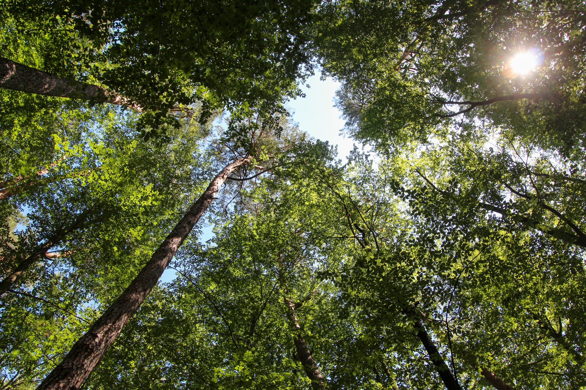 Forêt d'exception